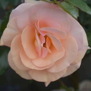 Rosa 'Sweet Honey' (Floribunda) 5L