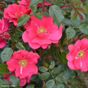 Rosa 'Berkshire' (Ground Cover) 5L