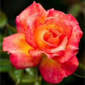 Rosa 'Piccadilly' (Hybrid Tea) 5L