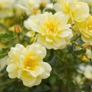 Rosa 'Worcestershire' (Ground Cover) 5L