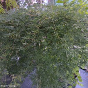 Acer palmatum var. dissectum 'Emerald Lace' 20L