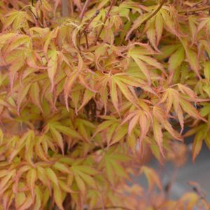 Acer palmatum 'Katsura' 20L