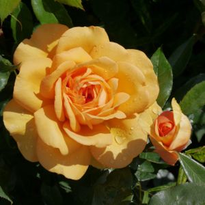 Rosa 'You Are My Sunshine' (Hybrid Tea) 5L
