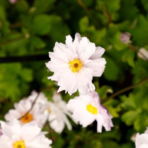 Anemone 'Frilly Knickers' 3L