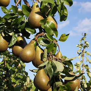 Pear Pyrus 'Conference' (AGM) (Quince A) 1/2 Std 12L