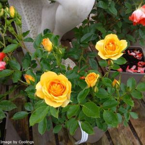 Rosa 'Lemon Sweet Dream' (Miniature Pati