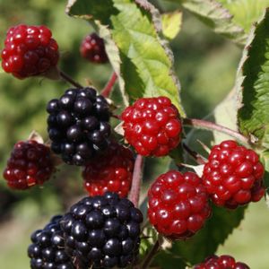 Blackberry Rubus 'Loch Ness' 3L