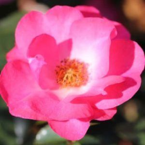 Rosa 'Rosy Cheeks' (Floribunda) 5L