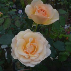 Rosa 'The Churchill Rose' (Shrub) 5L