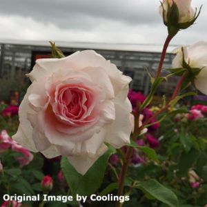 Rosa 'Pearl' (Floribunda) 5L
