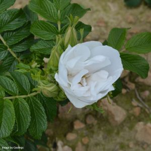 Rosa 'Blanche Double de Coubert' (Shrub)