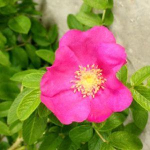 Rosa rugosa (Hedging) 5L