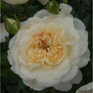 Rosa 'Queen Jubilee Rose' (Shrub) 5L
