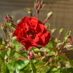 Rosa 'Grandpa's Rose' (Floribunda) 5L