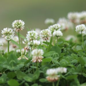 Trifolium repens (Mixed) 1L
