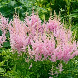 Astilbe arendsii 'Astary Pink' 3L