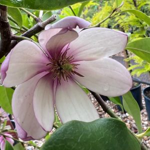 Magnolia 'Fairy Blush' 3L