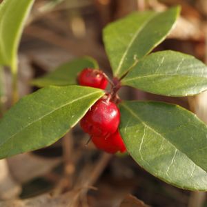 Gaultheria procumbens 'Big Berry' (12cm Pot)