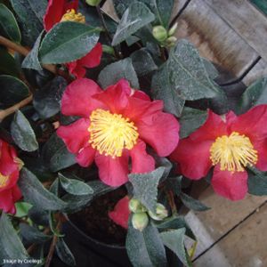 Camellia x vernalis 'Yuletide' 1.5Li