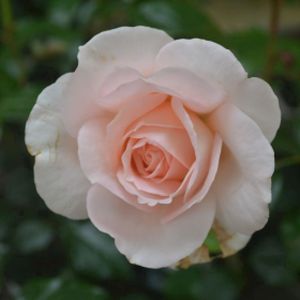 Rosa 'Chandos Beauty' (Hybrid Tea) (AGM) 5L