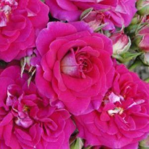 Rosa 'Perfect Match' (Floribunda) 5L
