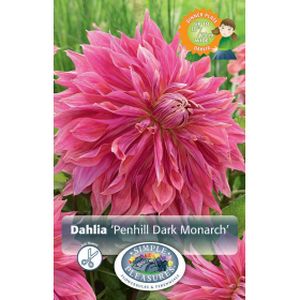 Simple Pleasures Dahlia Dinner Plate Penhill Dark Monarch