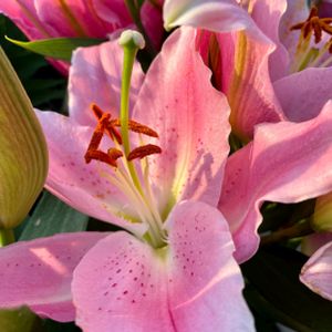 Lily Scented Lilium 'Pale Pink' 3L