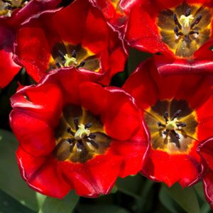 Tulip Tulipa 'Seadov' (AGM) 1L