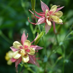 Aquilegia 'Swan Pink and Yellow' 1L