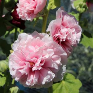 Alcea rosea 'Chater's Double Rose' 1L