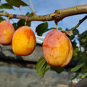 Miracot Prunus 'Aprimira' (Wavit) Bush 12L