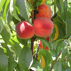 Peach Prunus 'Avalon Pride' (Montclaire) (St Julien) Bush 12L