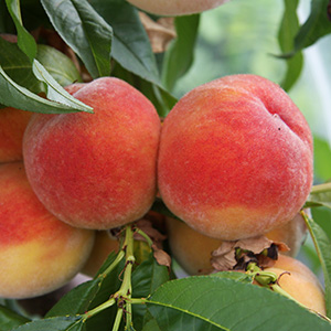 Peach (PruPeach (Prunus) Red Haven (SJA) Bush 7L