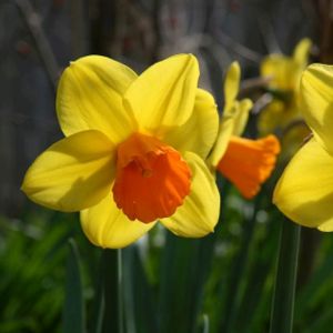 Daffodil Narcissus 'Jetfire' (AGM) (9cm Pot)