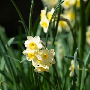 Daffodil Narcissus 'Minnow' (AGM) (9cm Pot)