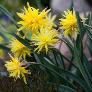 Daffodil Narcissus 'Rip Van Winkle' (9cm Pot)