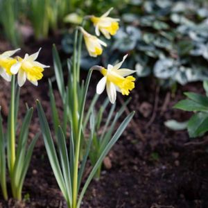 Daffodil Narcissus 'Topolino' (9cm Pot)