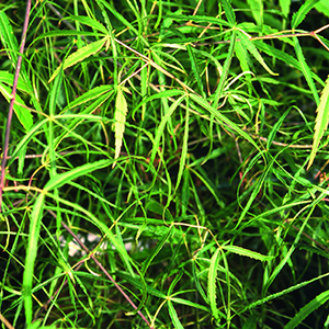 Acer palmatum 'Kinshi' (Patio) 8.5L