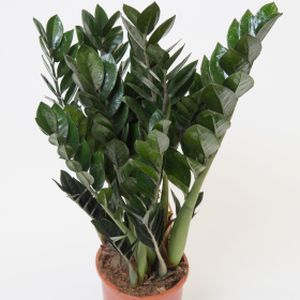 Zamioculcas zamiifolia 'Super Nova' (17cm Pot)