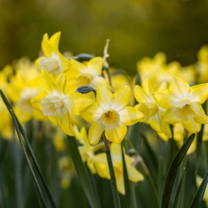 Daffodil Narcissus 'Pipit' 1L