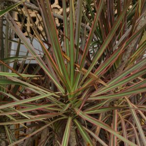 Dracaena marginata 'Bicolor' (6cm Pot)
