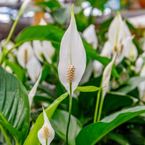 Peace Lily Spathiphyllum 'Sweet Chico' Air So Pure (13cm Pot)
