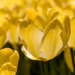 Tulip Tulipa 'Golden Apeldoorn' 1L