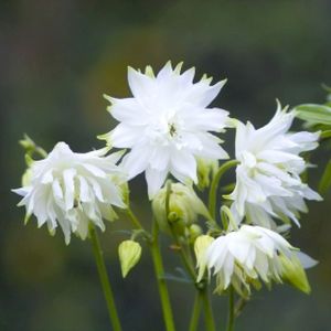 Aquilegia vulgaris 'White Barlow' 2L