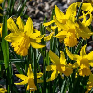 Daffodil Narcissus 'February Gold' 1L