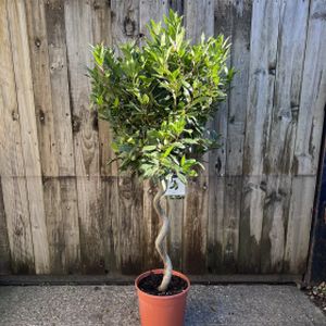 Bay Tree Laurus nobilis (AGM) Spiral £109.00
