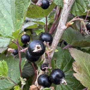 Blackcurrant Ribes 'Black 'n' Red' 3L
