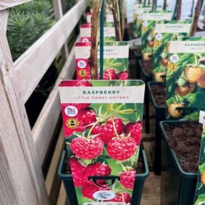 Raspberry Rubus 'Little Sweet Sister' 3L