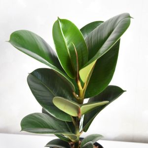 Ficus elastica 'Robusta' (27cm Pot)