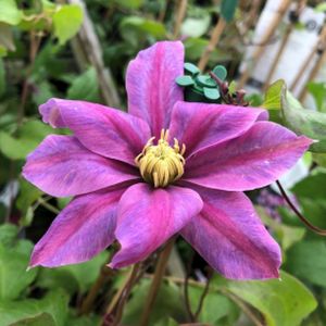 Clematis 'Pink Beauty' 3L